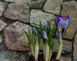 Crocus bloemen